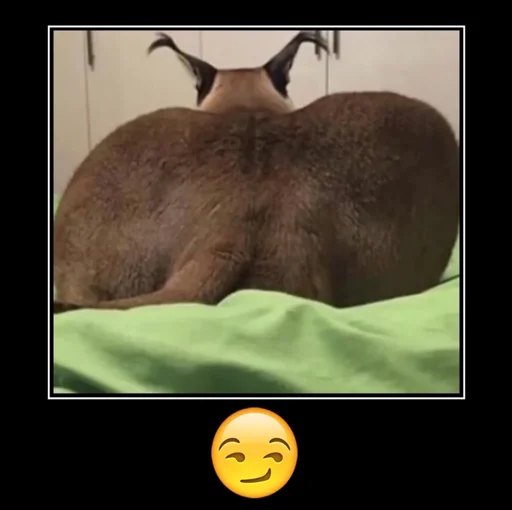 млекопитающее животное комнатный