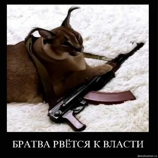 кошка животное млекопитающее