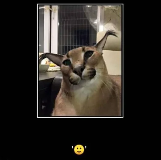 животное кошка Дикая кошка