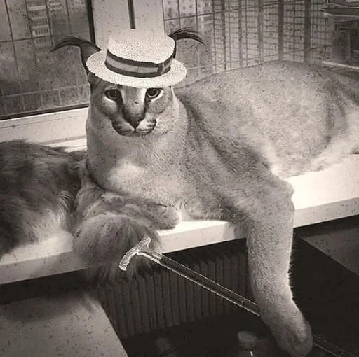 комнатный животное кошка