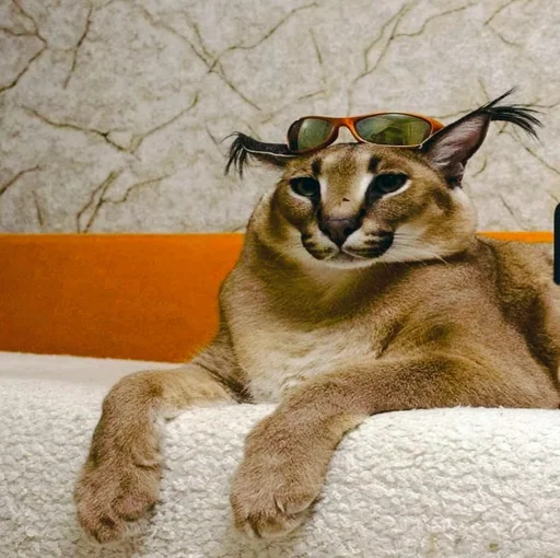 животное кошка млекопитающее