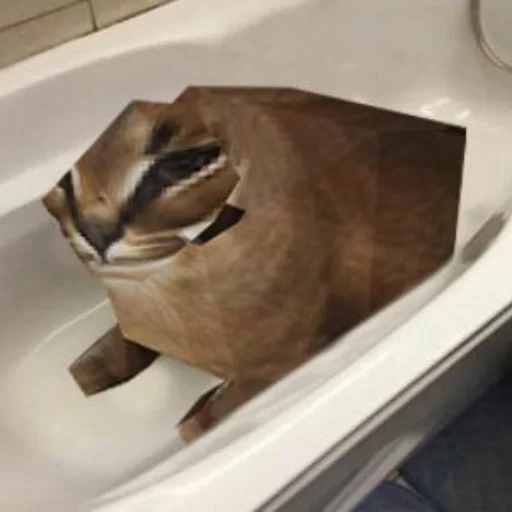 indoor bathroom animal