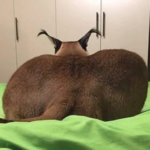 animal mammal indoor