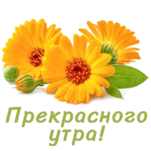 Стикер flowersok_by_MoiStikiBot - 1