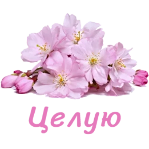 Sticker flowersok_by_MoiStikiBot - 1