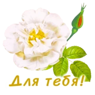 Sticker 🌸 Весенние пожелания @MoiStikiBot - 8