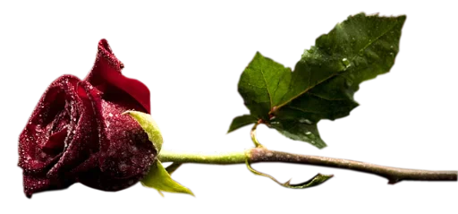 Sticker цветочки @stickerus - 4