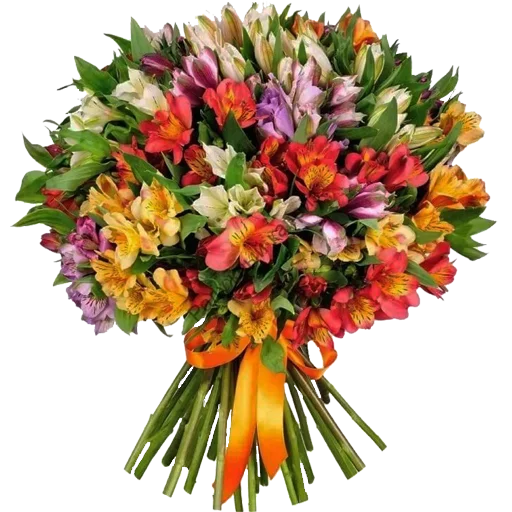 растение цветок Флористика