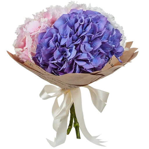 растение лепесток роза