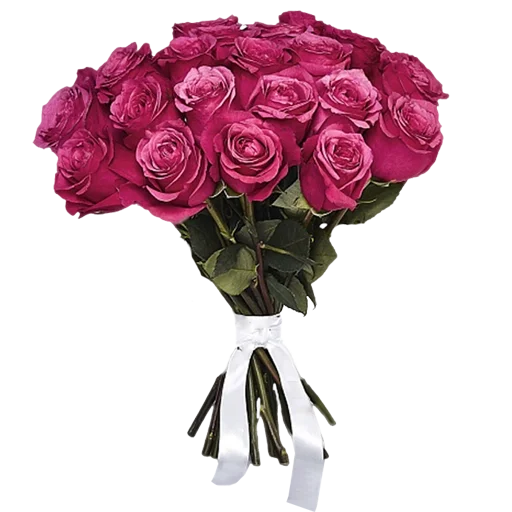 rose flower cut flowers