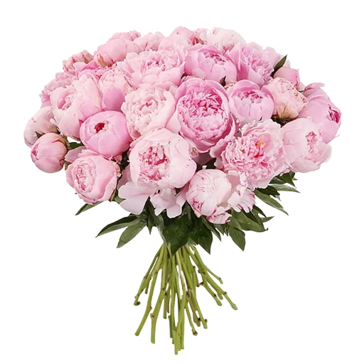 растение цветок лепесток