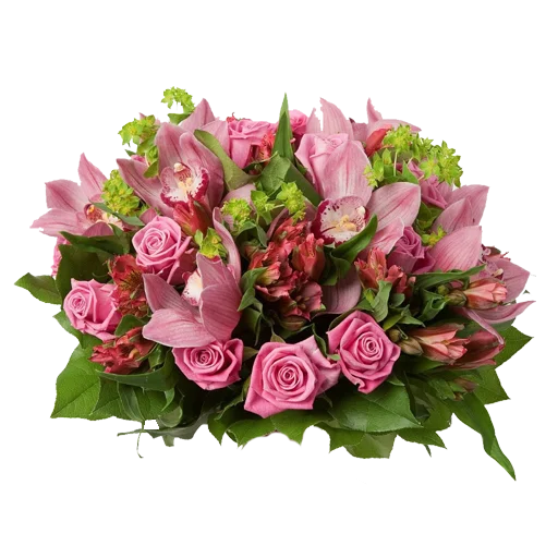 цветок растение лепесток