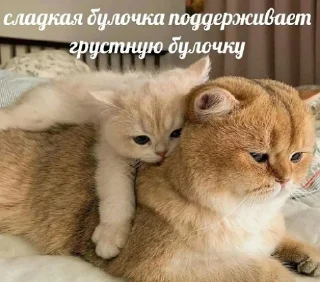 Стикер fluffy 🚑 @victimofanxiety - 3