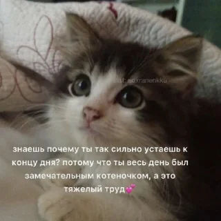 Стикер fluffy 🚑 @victimofanxiety - 7