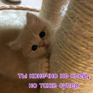 Стикер fluffy 🚑 @victimofanxiety - 11