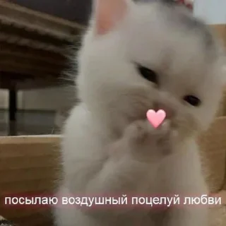 Стикер fluffy 🚑 @victimofanxiety - 9