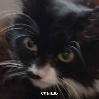 Стикер fluffy 🚑 @victimofanxiety - 1