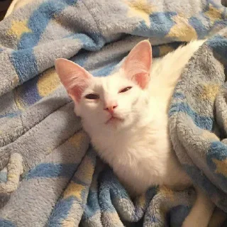 Стикер fluffy 🚑 @victimofanxiety - 0