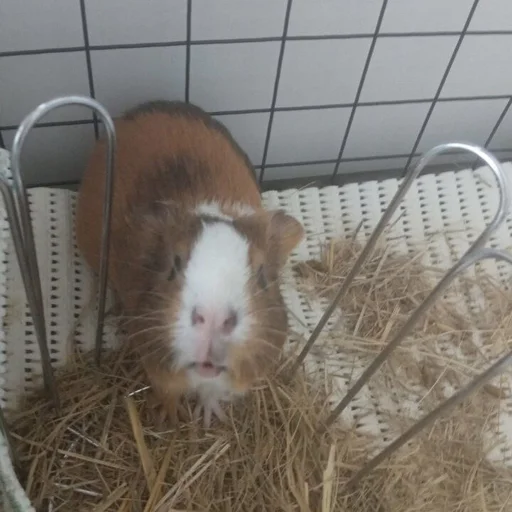 Sticker фомочка - 10