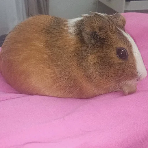 Sticker фомочка - 8