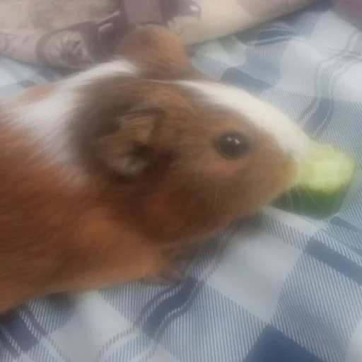 Sticker фомочка - 7