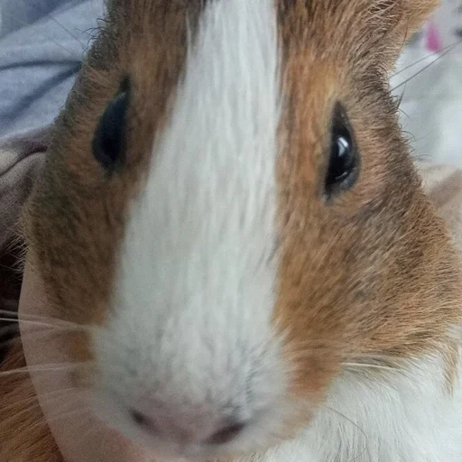 Sticker фомочка - 6