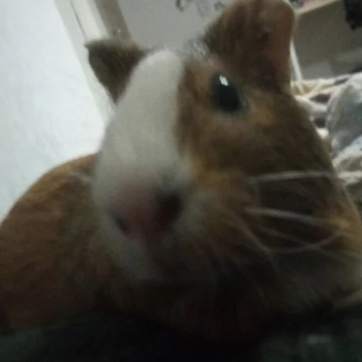 Sticker фомочка - 5