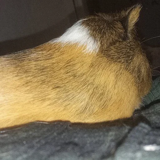 Sticker фомочка - 2