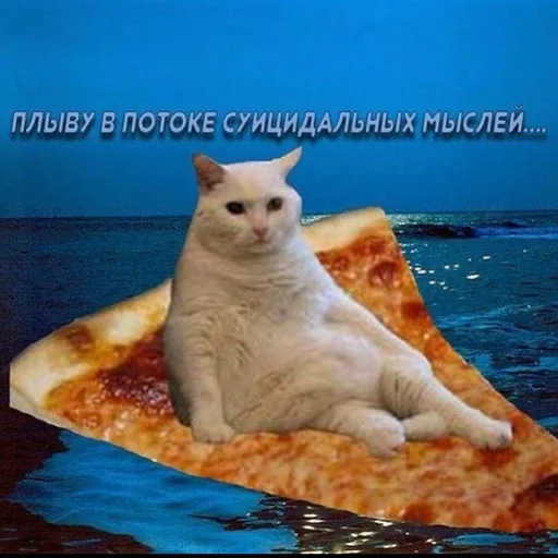 Вселенная котиков @footpic6 - 