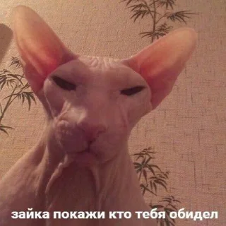 Стикер Вселенная котиков @footpic6 - 11