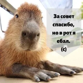 Стикер Вселенная котиков @footpic6 - 10