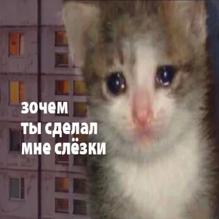 Стикер Вселенная котиков @footpic6 - 5