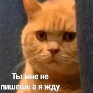 Стикер Вселенная котиков @footpic6 - 3