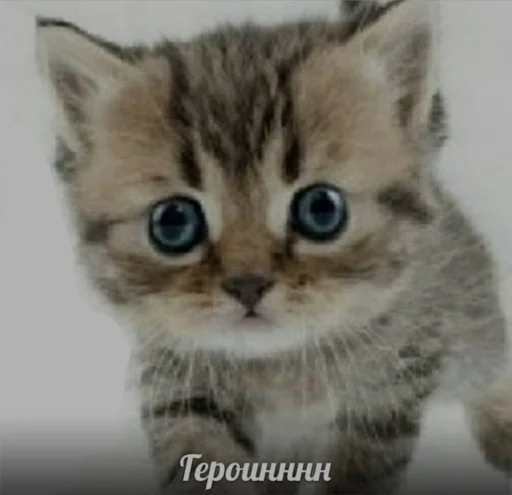 млекопитающее животное кошка