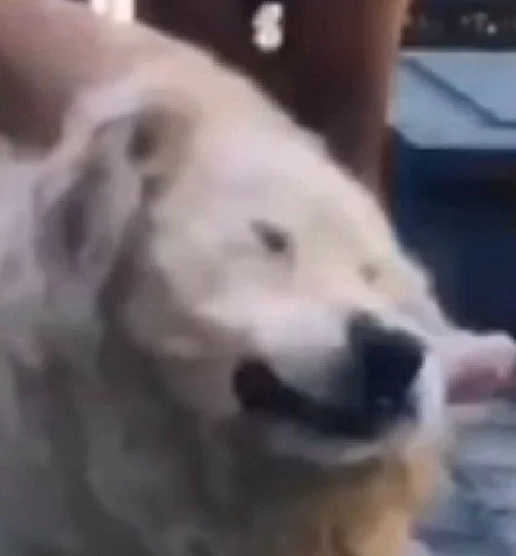 Sticker forAllOccasionsLive - 1