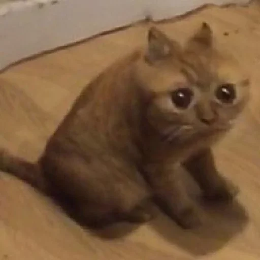 Sticker forAllOccasionsLive - 1