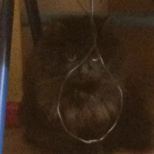 комнатный искусство