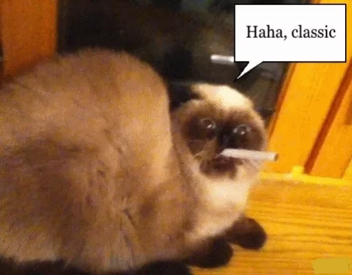 животное млекопитающее кошка