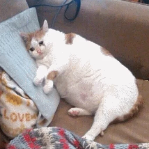 животное кошка кошки малого и среднего размера