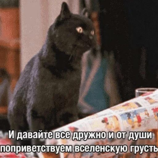 животное млекопитающее кошки малого и среднего размера