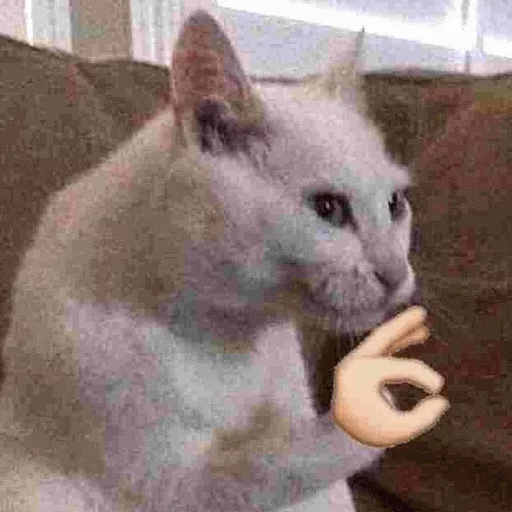 животное млекопитающее домашняя кошка