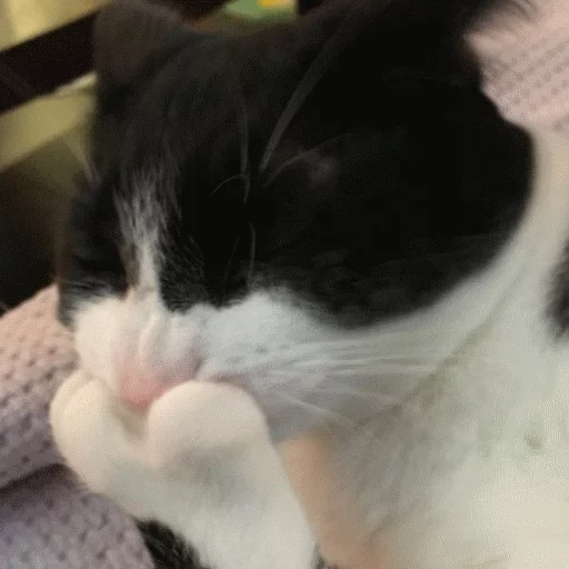 млекопитающее животное кошка