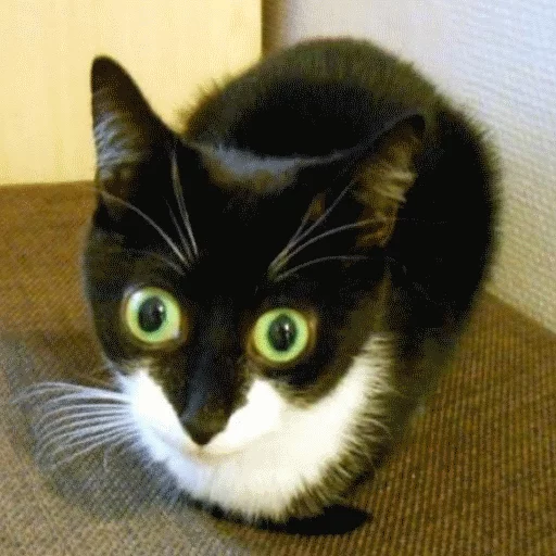 животное кошка млекопитающее