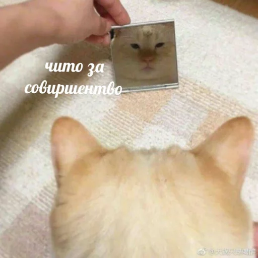 cat small to medium-sized cats indoor