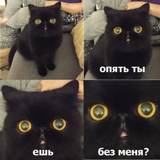 animal mammal small to medium-sized cats