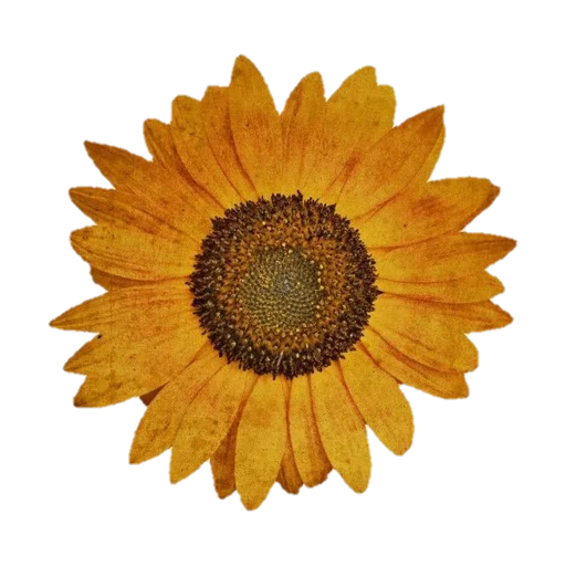 Стикер forest path🌸 - 8