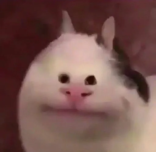 животное млекопитающее кошка