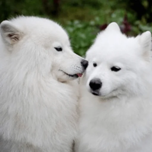 Sticker formycuties - 1