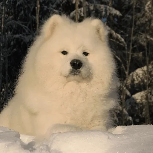 Стикер formycuties - 1