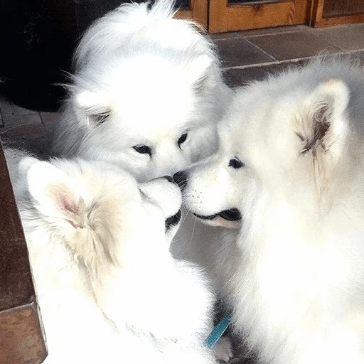 Sticker formycuties - 1